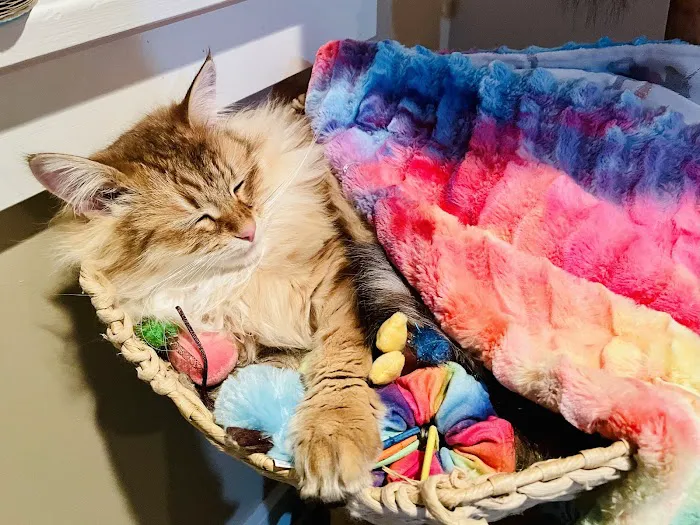 Cat Clinic of Iowa City 4