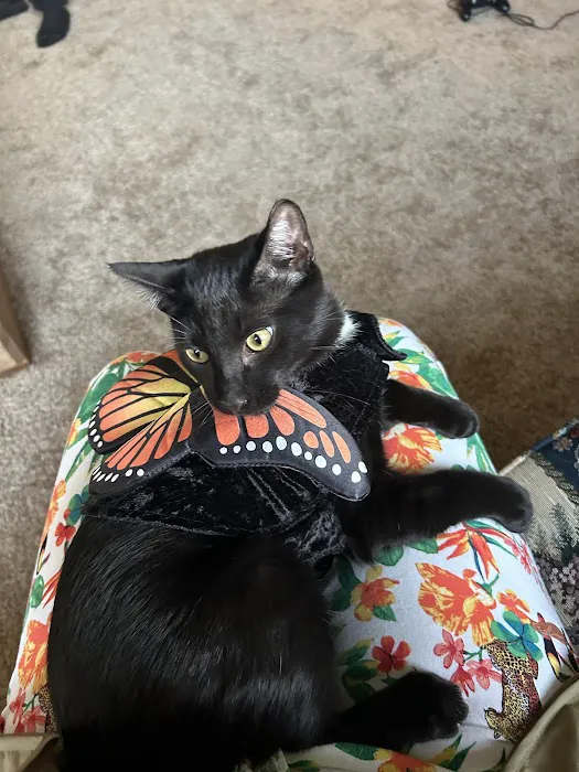 Cat Clinic of Iowa City 2