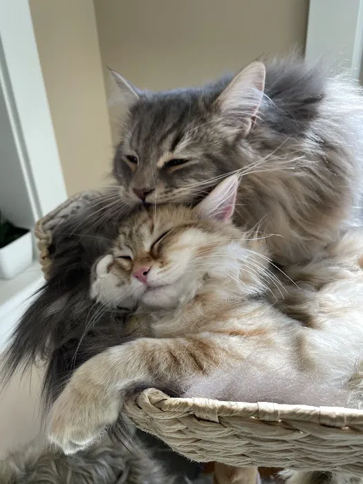 Cat Clinic of Iowa City 3
