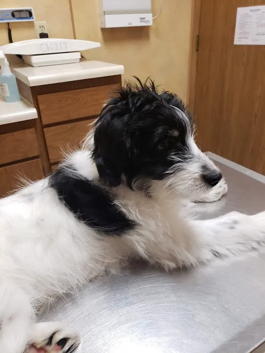 Eastside Pet Clinic 12