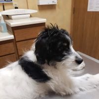 Eastside Pet Clinic ico