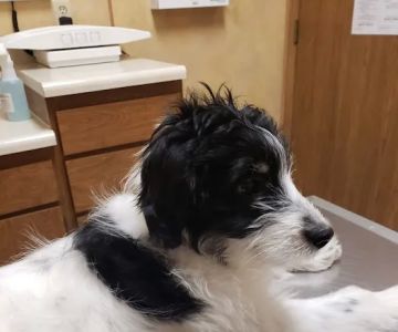 Eastside Pet Clinic