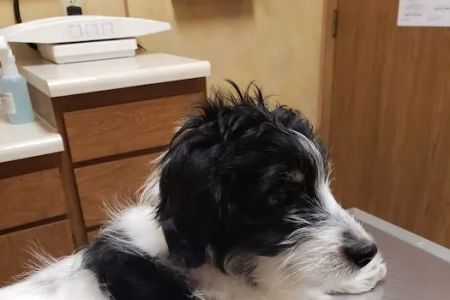 Eastside Pet Clinic