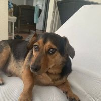 Animal Clinic Inc. ico