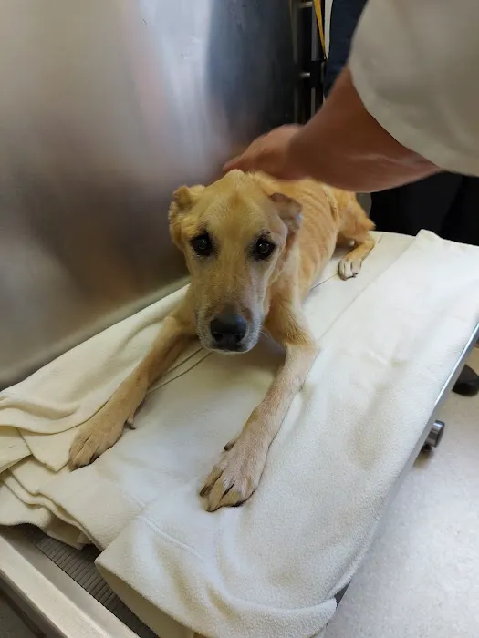 All Pets Veterinary Clinic 12