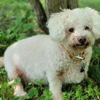 Tender Care Animal Hospital ico