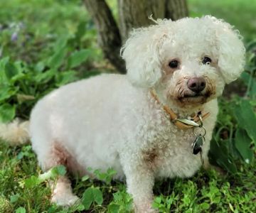 Tender Care Animal Hospital