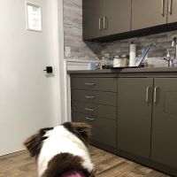 Goosetown Animal Hospital ico