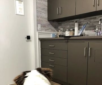 Goosetown Animal Hospital