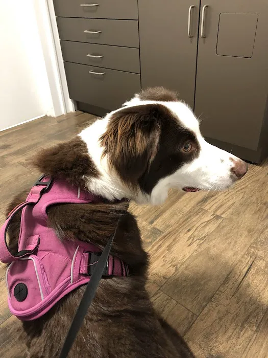 Goosetown Animal Hospital 12