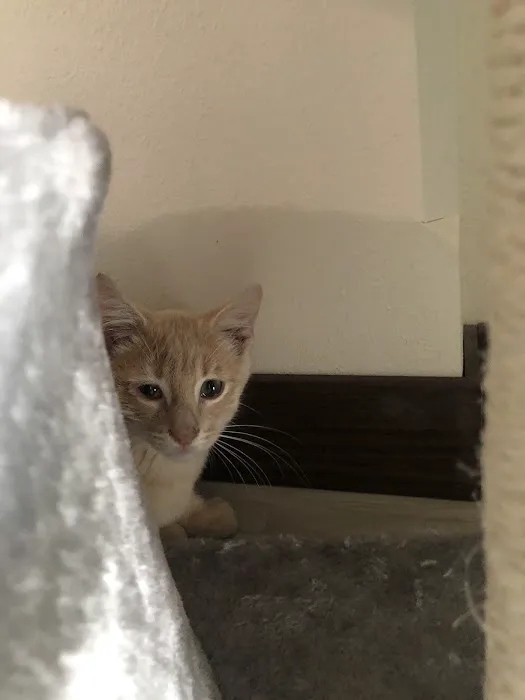 Coralville Animal Hospital 12