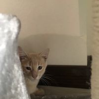 Coralville Animal Hospital ico