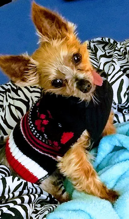 Coralville Animal Hospital 12
