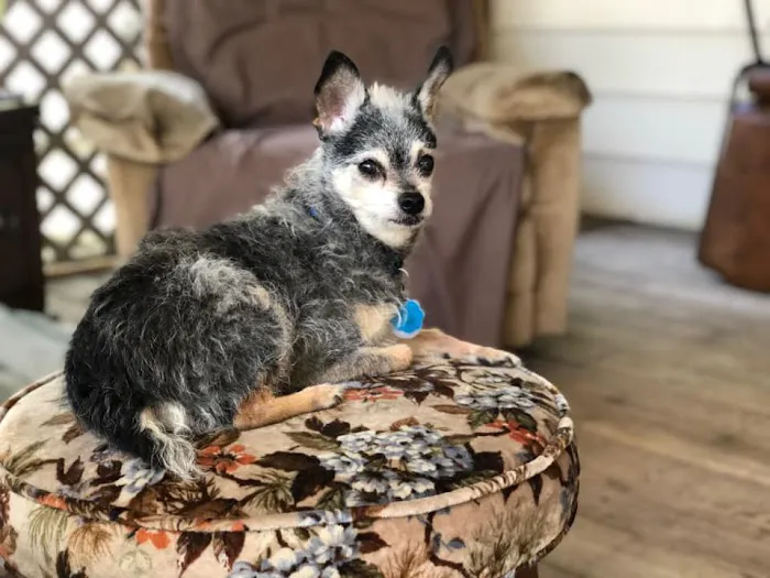 Coralville Animal Hospital 12