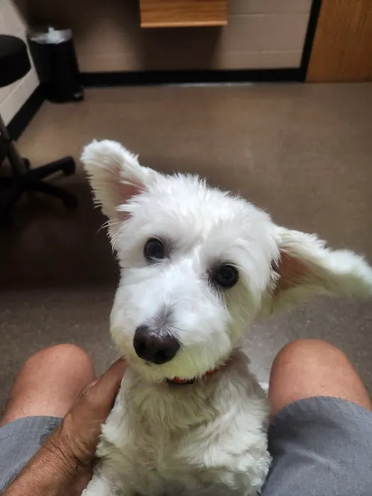 Cedar Rapids Animal Hospital 6