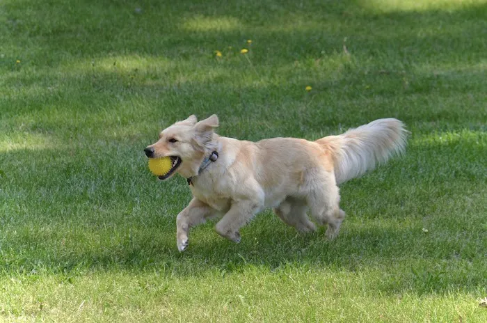 Cedar Rapids Animal Hospital 9