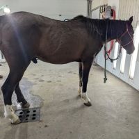 River Basin Equine Veterinary ico