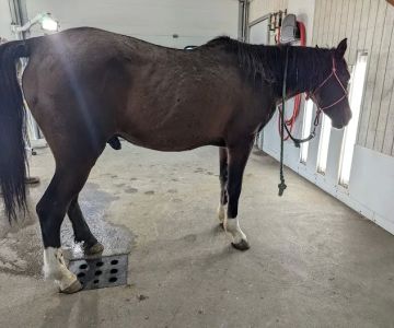 River Basin Equine Veterinary