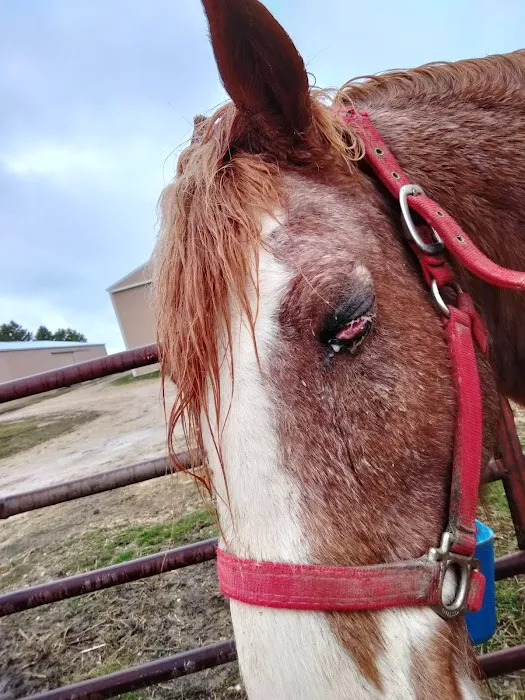 River Basin Equine Veterinary 4