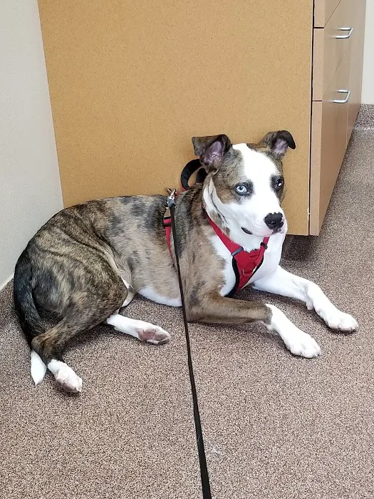 BluePearl Pet Hospital 12