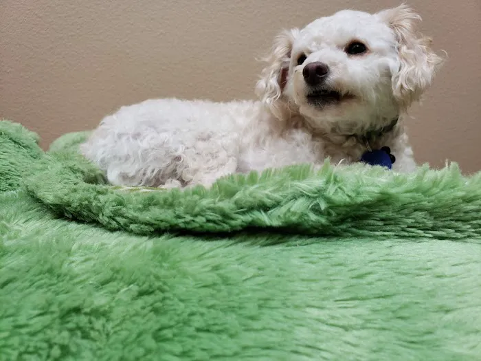 BluePearl Pet Hospital 12