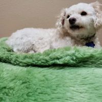 BluePearl Pet Hospital ico