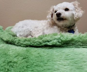 BluePearl Pet Hospital