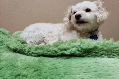 BluePearl Pet Hospital