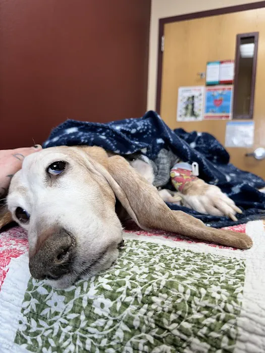 BluePearl Pet Hospital 12