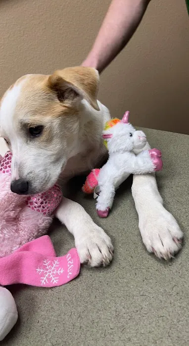 BluePearl Pet Hospital 12