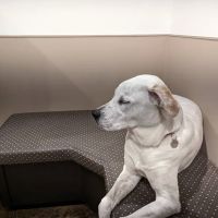 Animal Kingdom Veterinary Care Center, L.C. ico