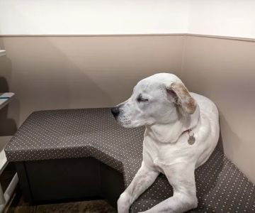 Animal Kingdom Veterinary Care Center, L.C.