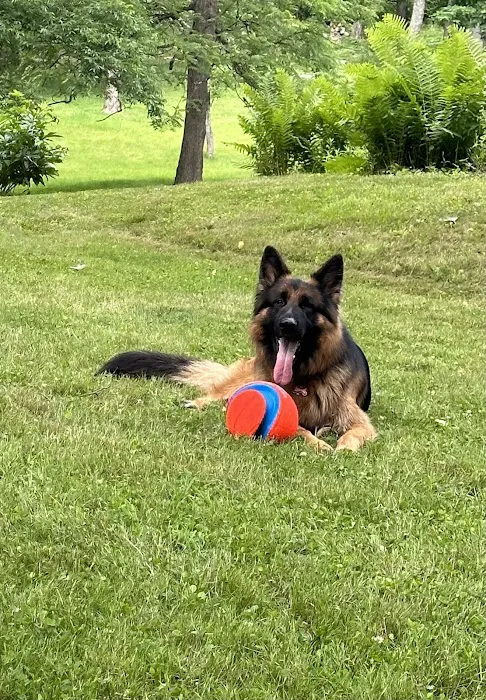 Veterinary Emergency Services 12