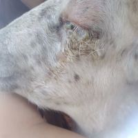 Valley Herd Health, LLC ico