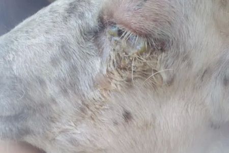 Valley Herd Health, LLC