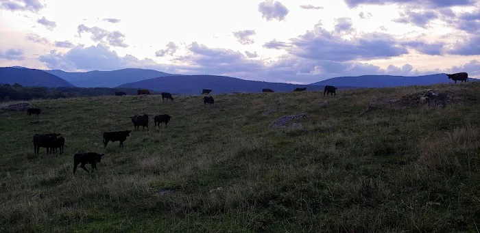 Valley Herd Health, LLC 12