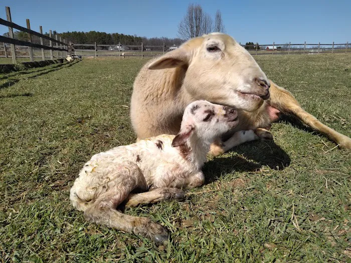 Valley Herd Health, LLC 12