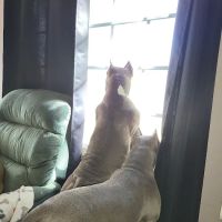 Animal Health Care Center ico