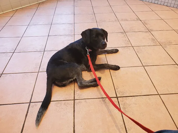 Commonwealth Veterinary Clinic 12