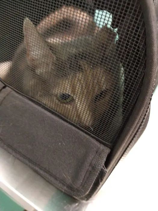 TenderCare Veterinary Center 12