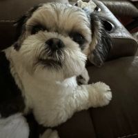 West Lauderdale Veterinary Hospital ico