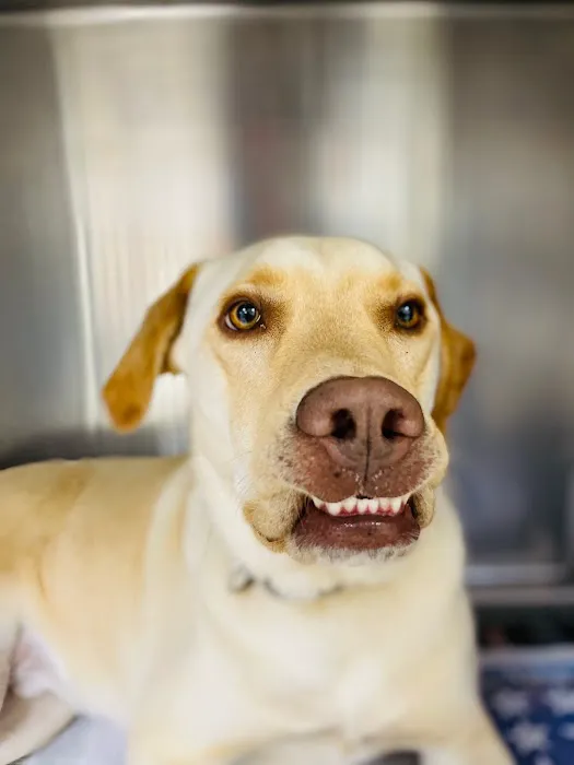 West Lauderdale Veterinary Hospital 8