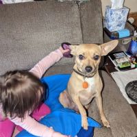 Moulton Veterinary Hospital ico