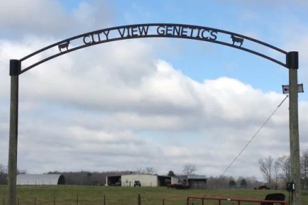 City View Genetics