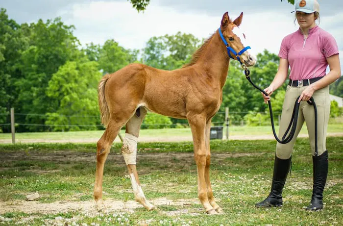 Indian Hills Equine Veterinary Services 12