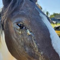 Indian Hills Equine Veterinary Services ico