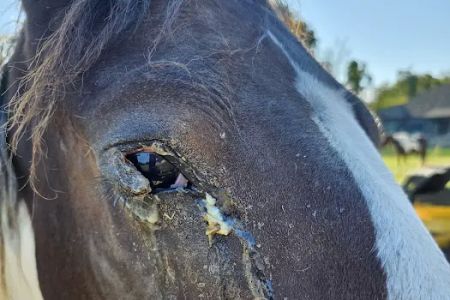 Indian Hills Equine Veterinary Services