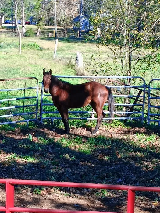 Indian Hills Equine Veterinary Services 12