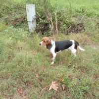 County Line Veterinary Services ico