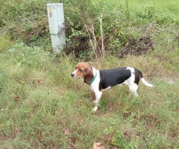 County Line Veterinary Services
